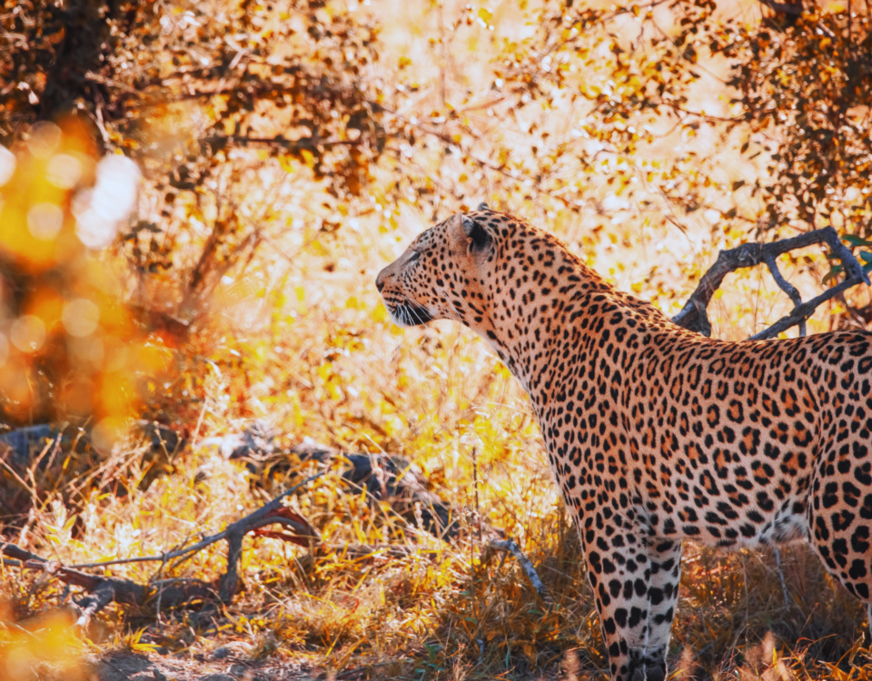 Tanzania Safaris & Tours