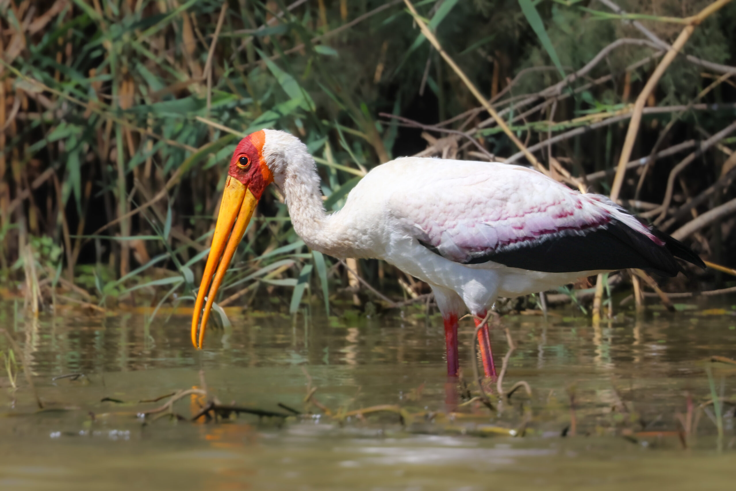 Kenya Biirdspecies